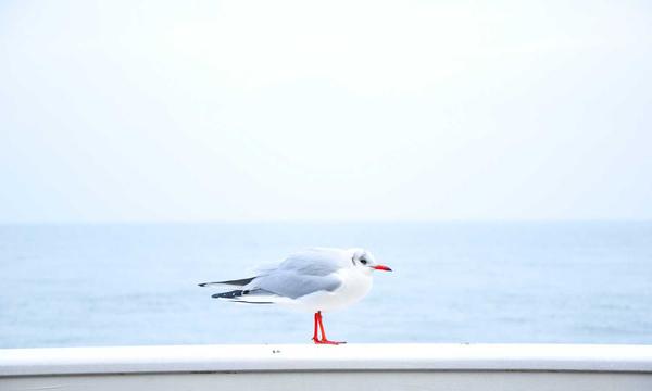麻将百科